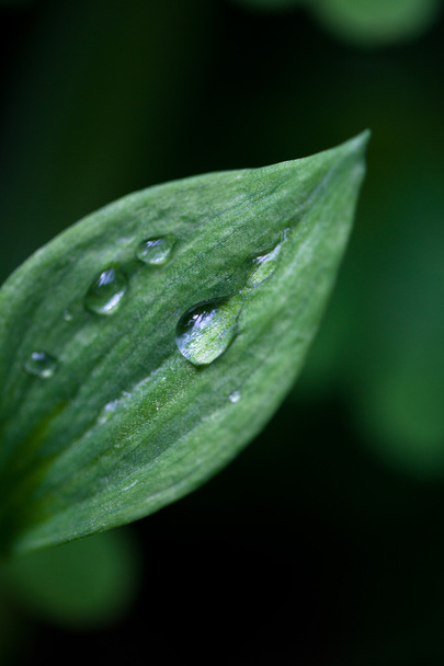 Water droplet on green leaf - Fotoğraf, Görsel