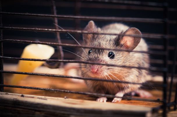 Mäuse in der Käfigmausfalle gefangen - Foto, Bild
