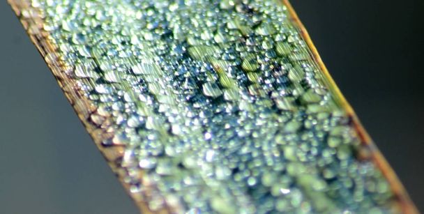 Detail of a leaf full of dew drops - Photo, Image