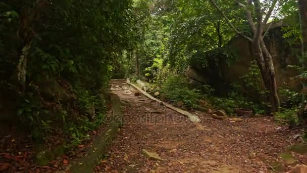 kivinen polku paksussa trooppisessa puistossa
 - Materiaali, video