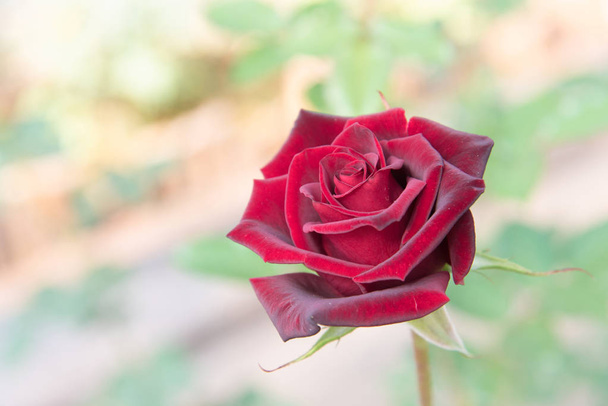 rose rouge avec bourgeons et fond de buisson vert
 - Photo, image