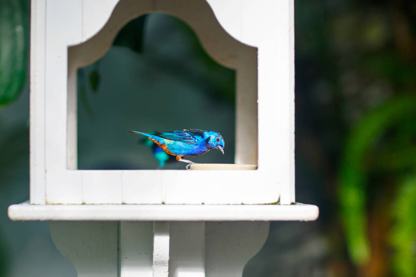 colibrí azul y blanco colibrí Jacobino de cuello blanco
 - Foto, imagen