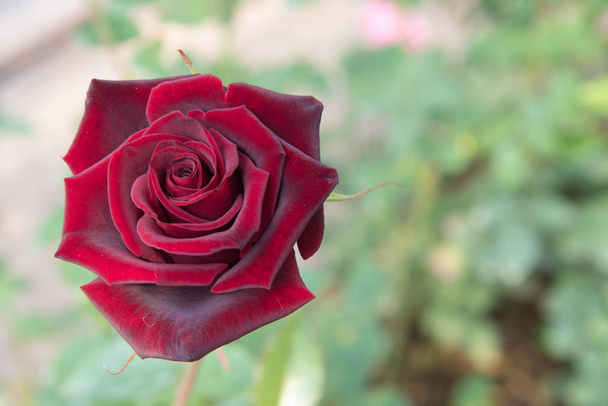 rosa roja con brotes y fondo de arbusto verde
 - Foto, Imagen