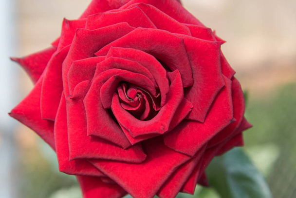 красная роза с бутонами и зеленым фоном
 - Фото, изображение
