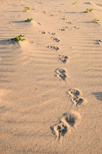 Dogs track in sand - Photo, Image