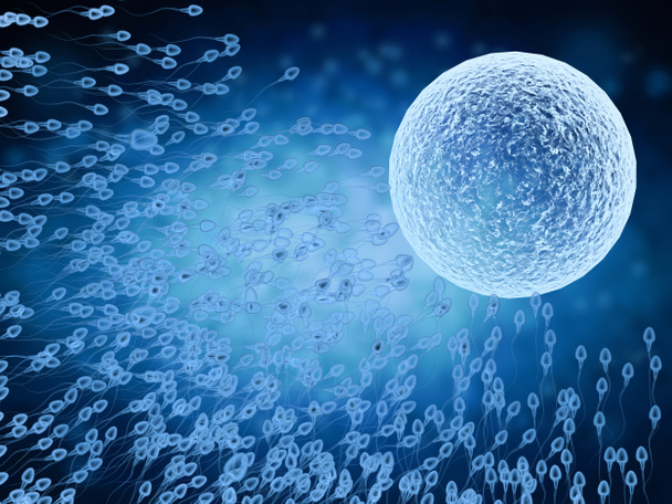 spermatozoi a raggi x con ovulo
 - Foto, immagini