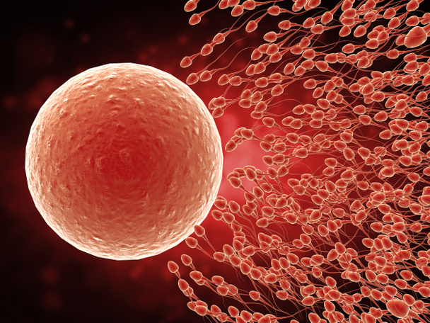 sperma munasolun kanssa
 - Valokuva, kuva
