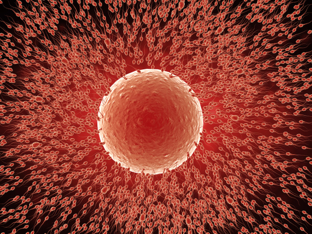 σπερματοζωαρίων με το ωάριο - Φωτογραφία, εικόνα