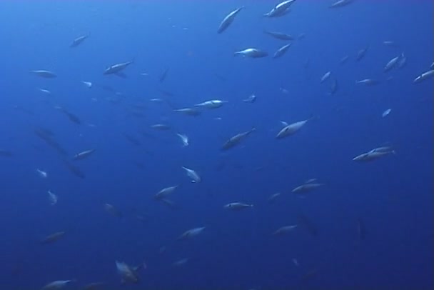 Video de buceo submarino de peces
 - Metraje, vídeo