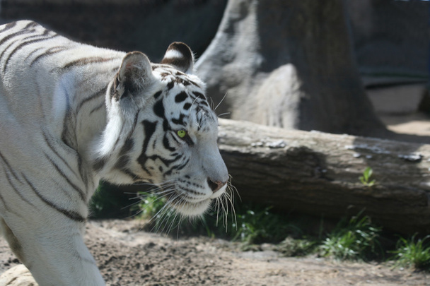 White tiger - 写真・画像