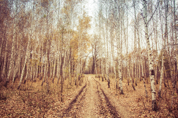 Estrada através do bosque de vidoeiro
 - Foto, Imagem