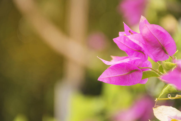 rosa Blume Hintergrund mit selektivem Fokus.  - Foto, Bild