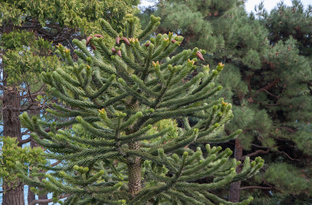 eksoottiset havupuut puistossa
 - Valokuva, kuva