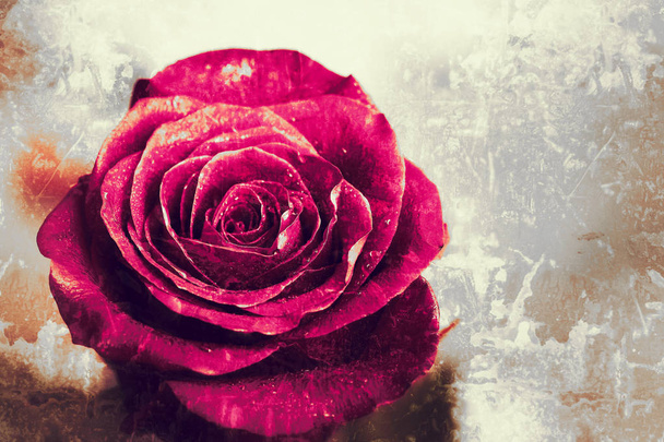 Старый винтажный гранж фон с красной розой
 - Фото, изображение