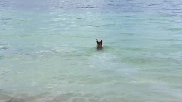 chien nage dans la mer pour récupérer une noix de coco
 - Séquence, vidéo