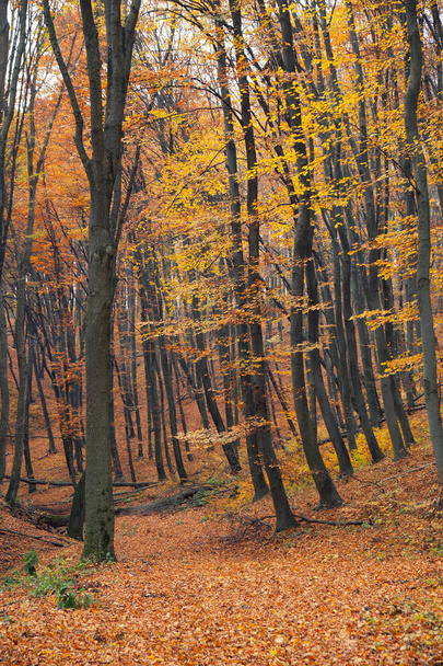 őszi erdei jelenet - Fotó, kép