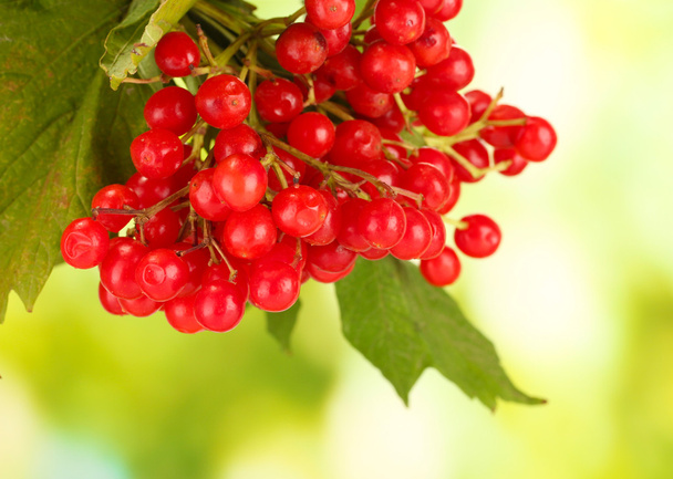 branch of ripe viburnum on bright green background close-up - Photo, Image