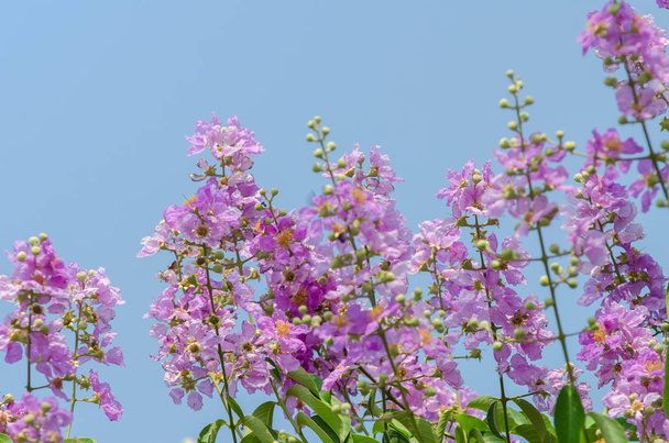Cananga Flowers blooming - Photo, Image