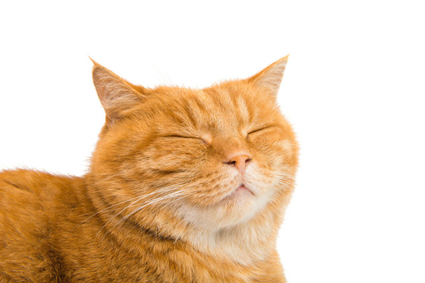 inkivääri kissa eristetty
  - Valokuva, kuva