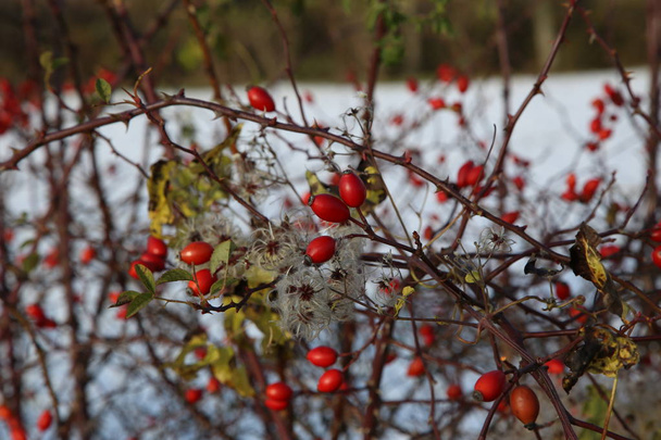 Owoce dzikiej róży na zimno  - Zdjęcie, obraz