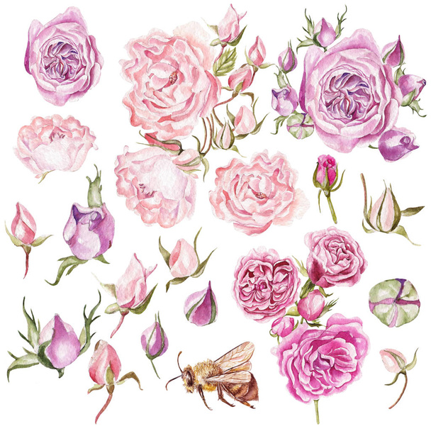 Watercolor set with different roses. - Photo, Image