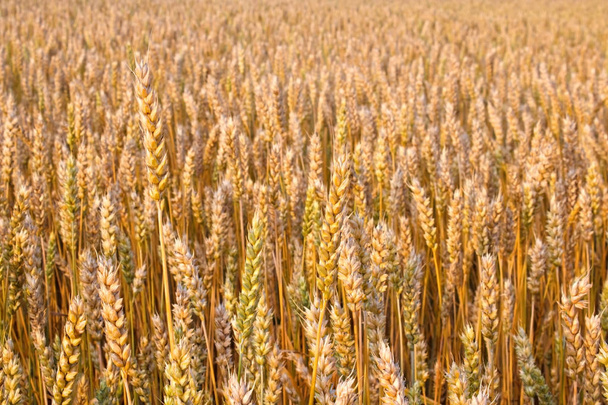 Zralé pšenice v grainfield - Fotografie, Obrázek