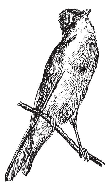 Warbler або Sylviidae, вінтажне гравірування
 - Вектор, зображення