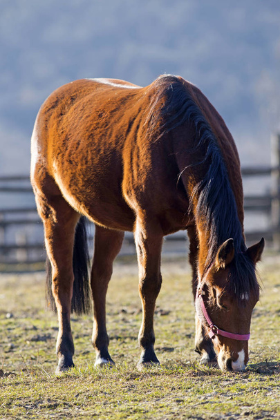 Седловая лошадь пасётся одна на животноводческой ферме.
 - Фото, изображение