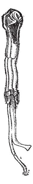 Судовой червь или термиты морской винтажной гравировки
 - Вектор,изображение