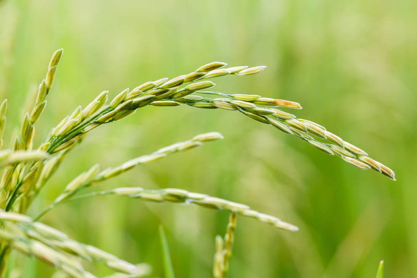 Gros plan sur le riz ou le riz biologique, concept d'agriculture - Photo, image