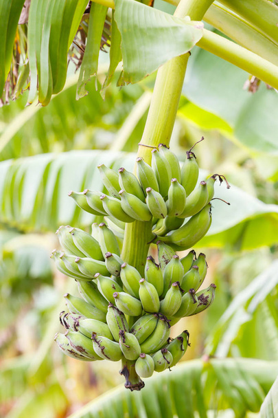 Anbau von Bananenplantagen - Foto, Bild