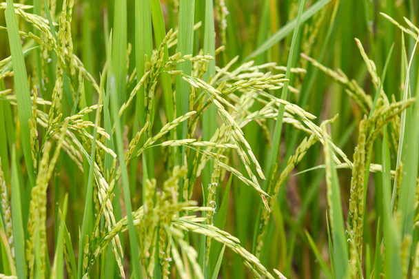 Orelha de arroz
 - Foto, Imagem