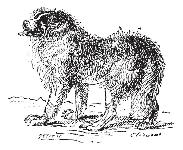 Terranova perro, grabado vintage
. - Vector, Imagen