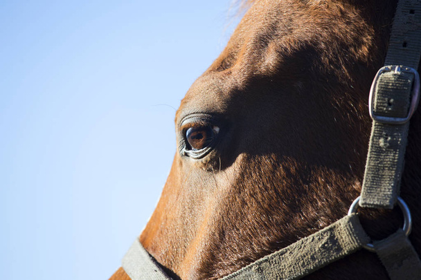 Vista lateral close-up de um olho de cavalo contra o fundo do céu azul
 - Foto, Imagem