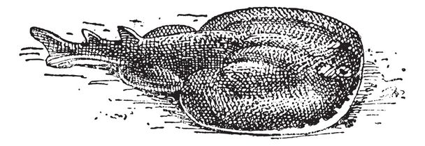 Torpediniformes of torpediniformes, vintage gravure - Vector, afbeelding
