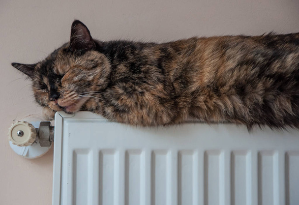 brązowy kot leży na baterii w zimny dzień - Zdjęcie, obraz