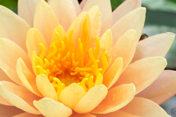 Close-up van beautyful oud roze lotusbloem - Foto, afbeelding