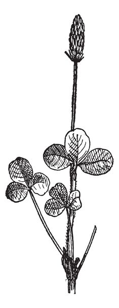 Klee (Trifolium) oder Kleeblatt, Vintage-Gravur. - Vektor, Bild