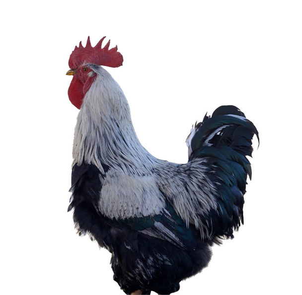 Gallo colorido o gallo de lucha en el
 - Foto, imagen