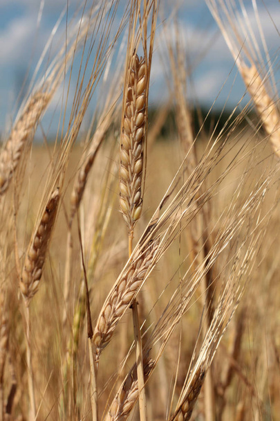 Свіжа пшениця в селі
 - Фото, зображення