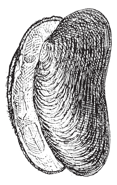 River Mussel or Unio sp., vintage engraving - Vector, Image