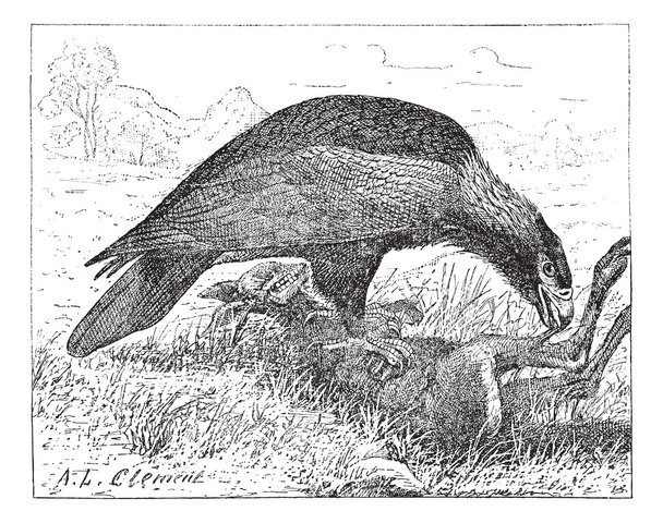 Aigle à queue compensée ou Aquila audax, gravure vintage
 - Vecteur, image