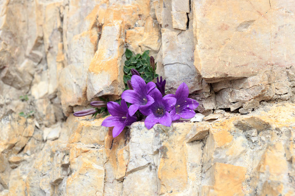 Flor púrpura Dolomita bellflower (Campanula morettiana) en grieta de roca de montaña, Tirol del Sur, Italia
 - Foto, Imagen