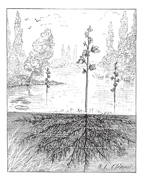 Utricularia nebo bladderworts rostlina, vintage gravírování. - Vektor, obrázek