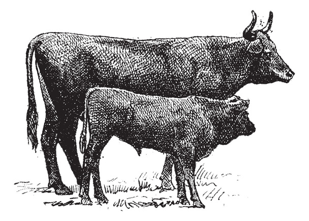 Auvergne sığır ırkı, antika gravür. - Vektör, Görsel