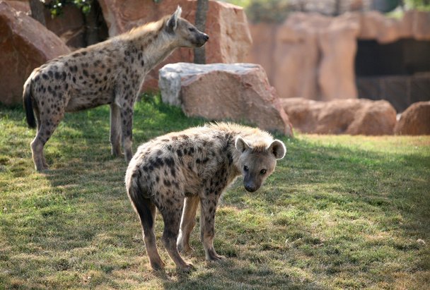 Two hyenas in bioparc in Valencia, Spain - Photo, Image