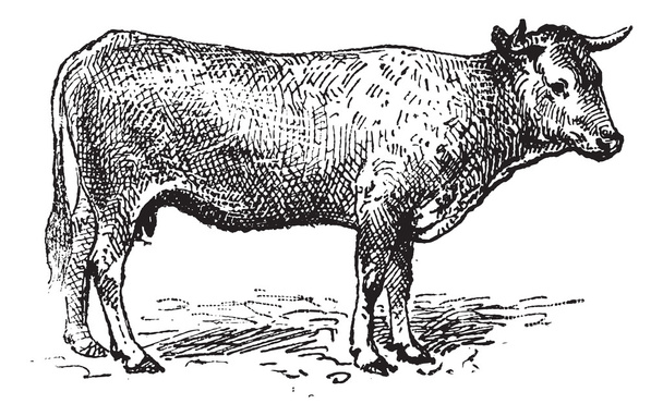 Garonne cattle, vintage engraving. - Vector, Image