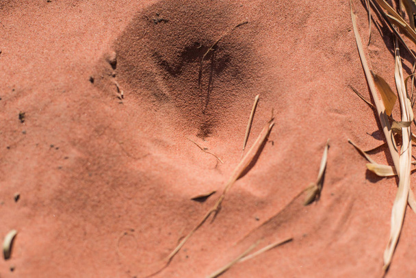 παγίδες εντόμων στην άμμο - Φωτογραφία, εικόνα