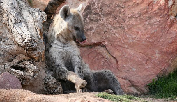Hyena's in bioparc in valencia, Spanje - Foto, afbeelding