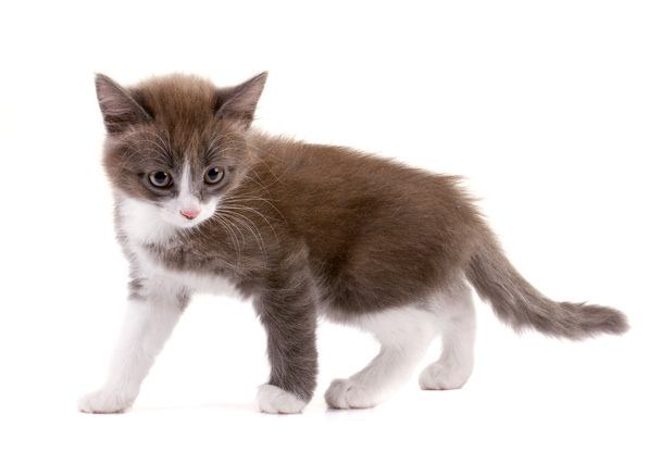 hermoso gatito de dos colores
 - Foto, imagen
